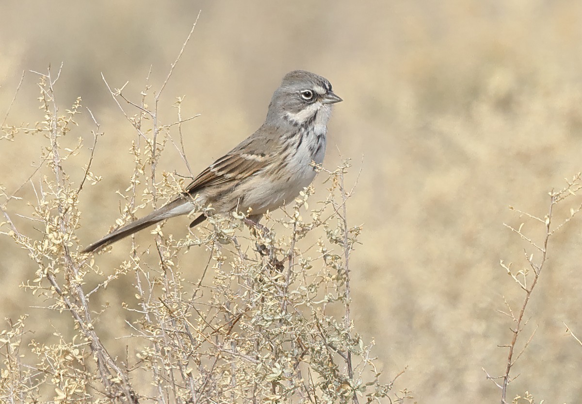 Sagebrush Sparrow - ML627520066