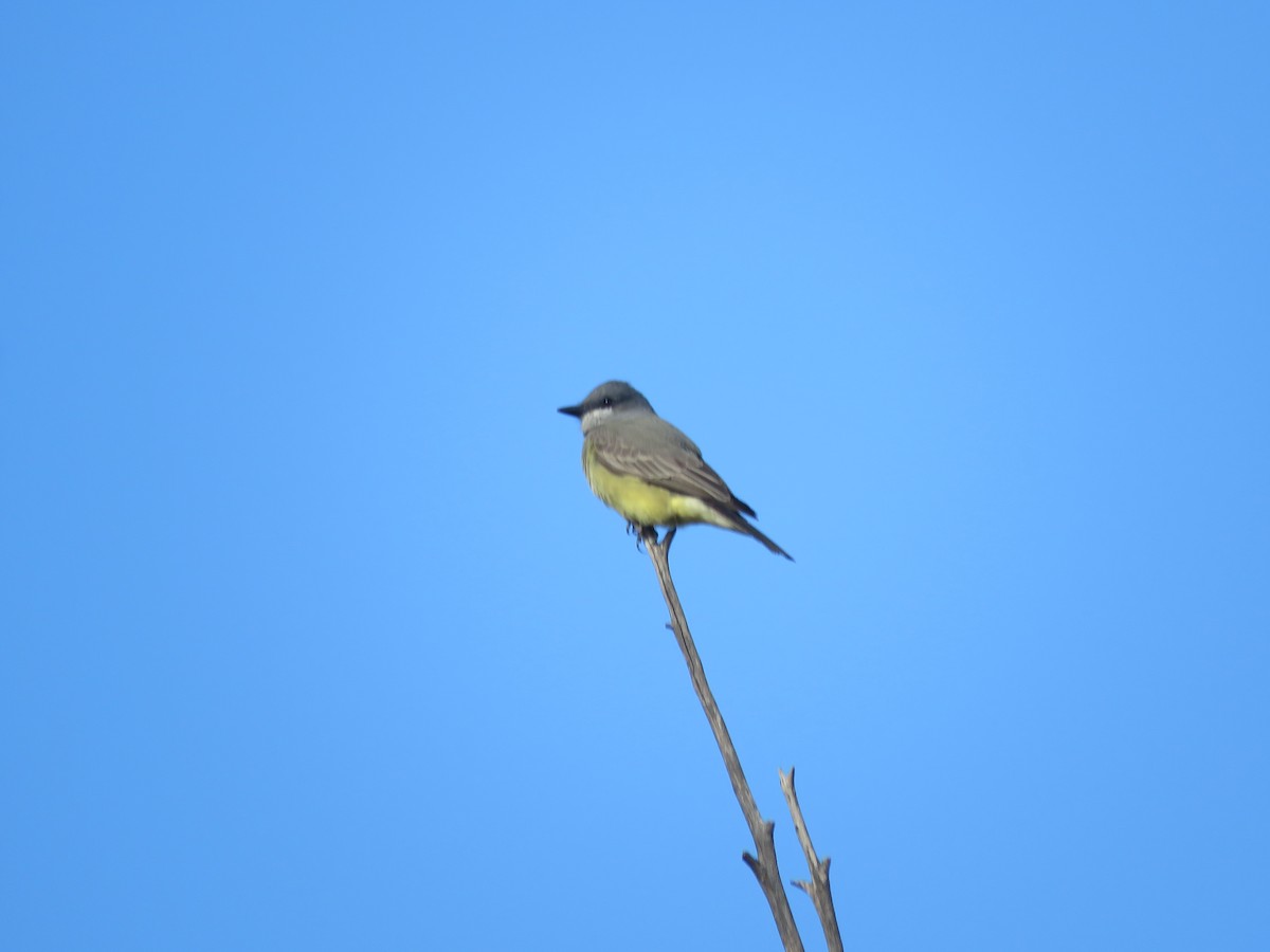 Cassin's Kingbird - ML627520159