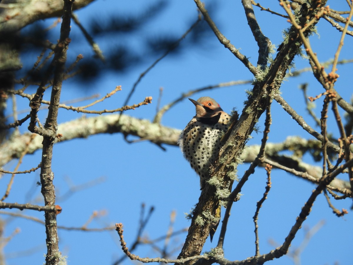 Northern Flicker (Yellow-shafted) - Cynthia Bloomquist