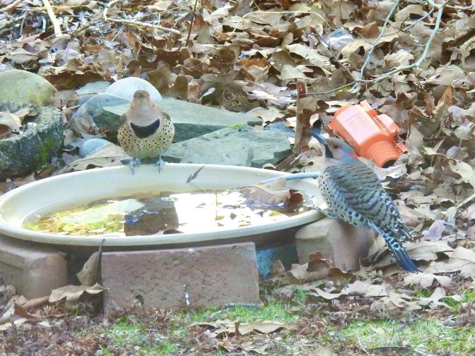 Northern Flicker (Yellow-shafted) - Cynthia Bloomquist