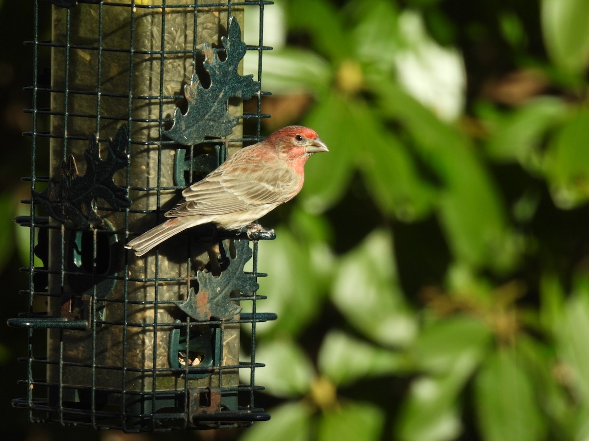 House Finch - Cynthia Bloomquist