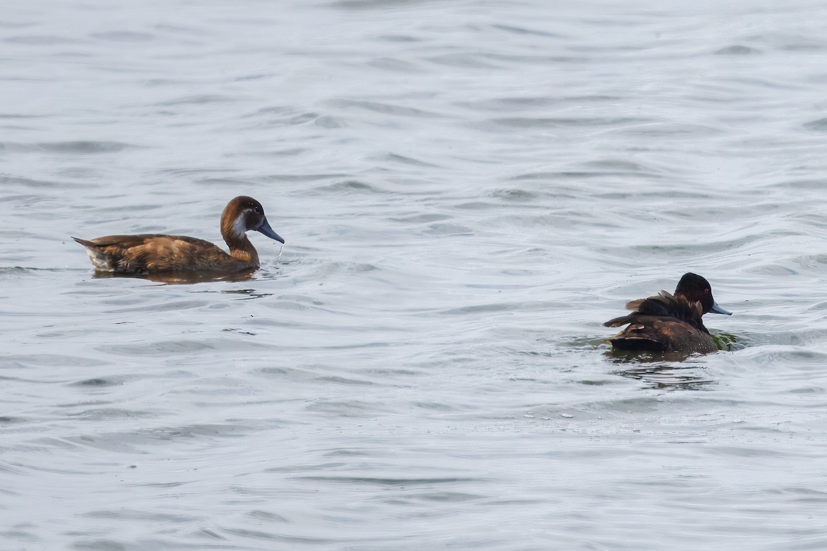 Southern Pochard - ML627520245