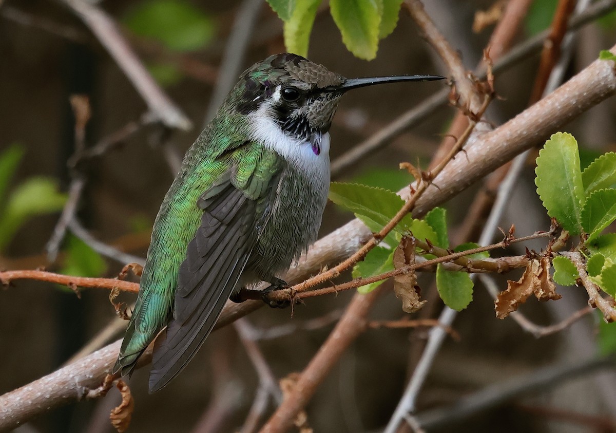 Costa's Hummingbird - ML627520288