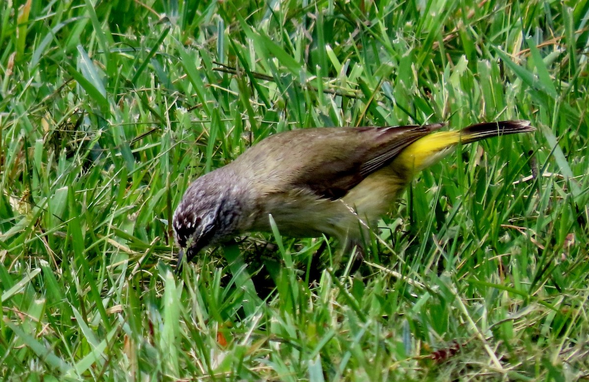 Yellow-rumped Thornbill - ML627520348