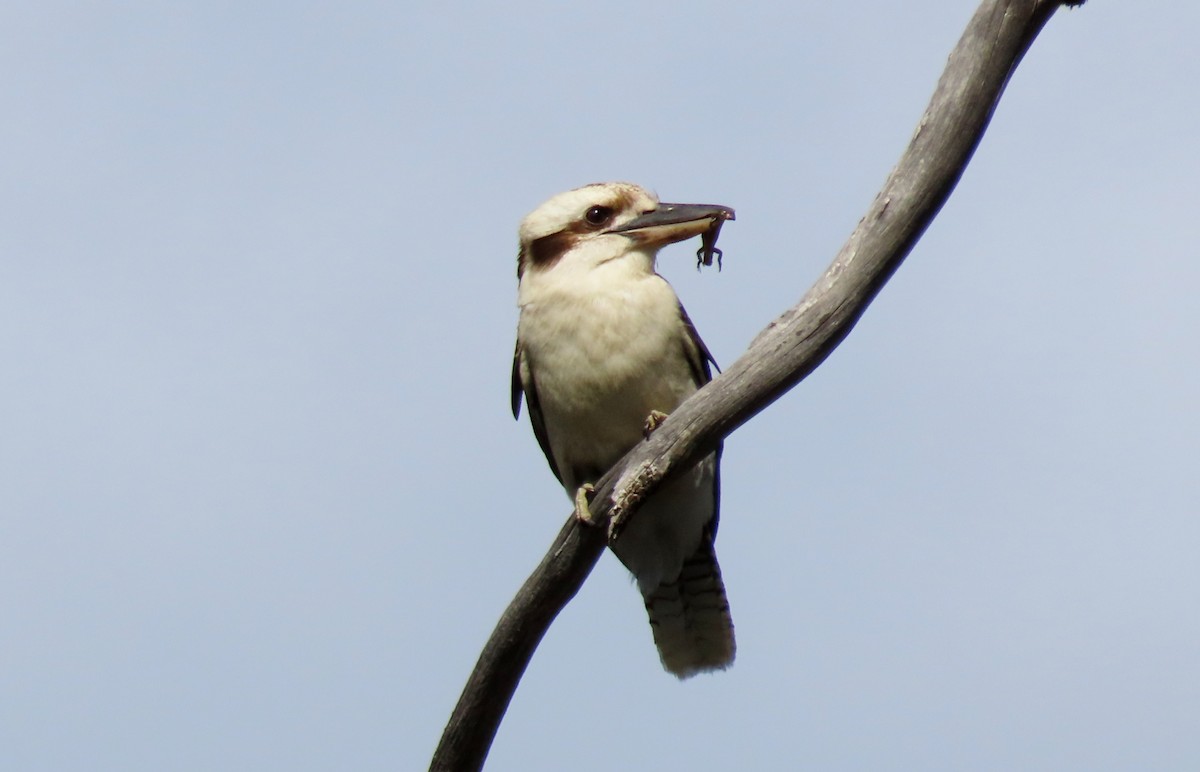 Laughing Kookaburra - ML627520372