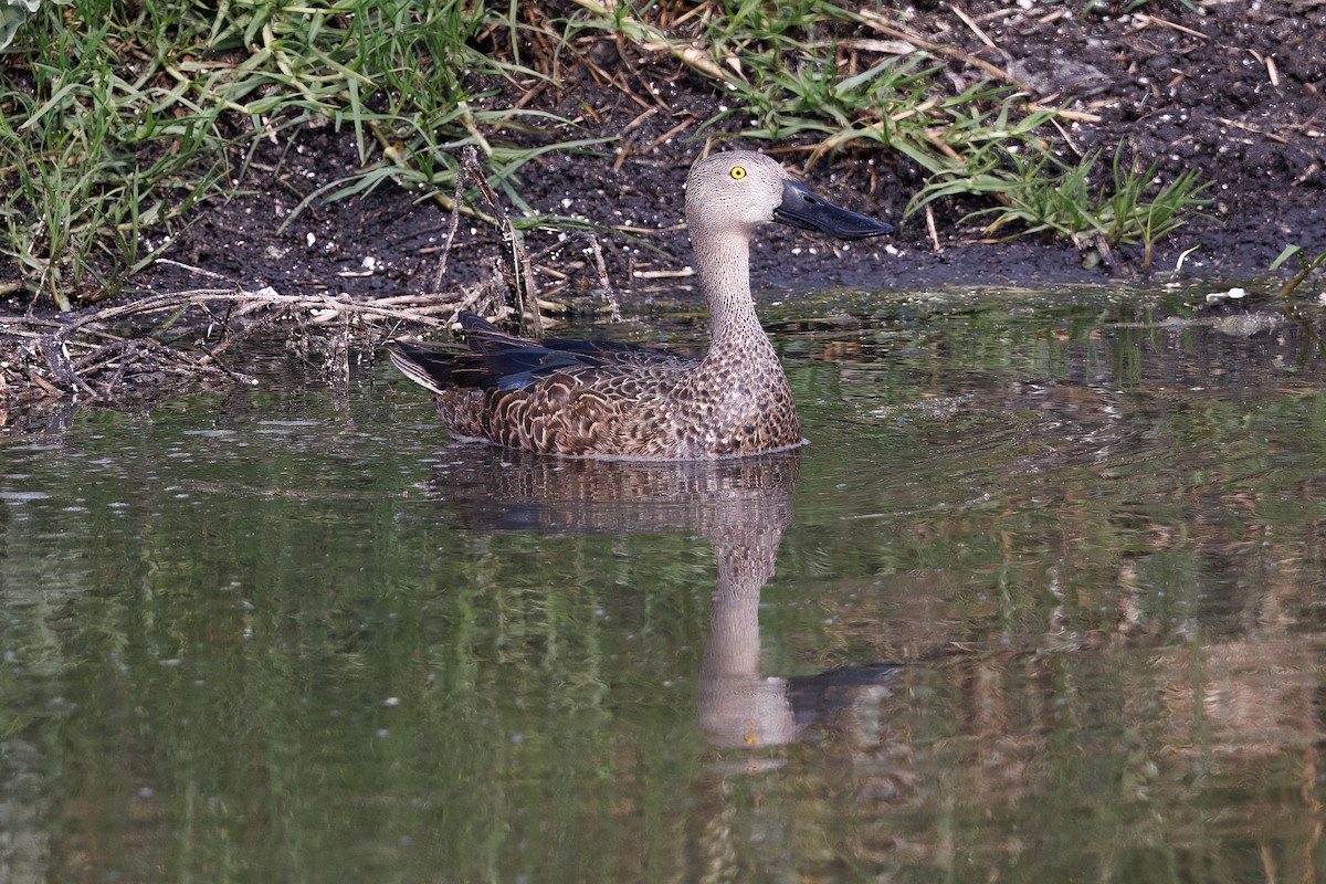 Cape Shoveler - ML627520409