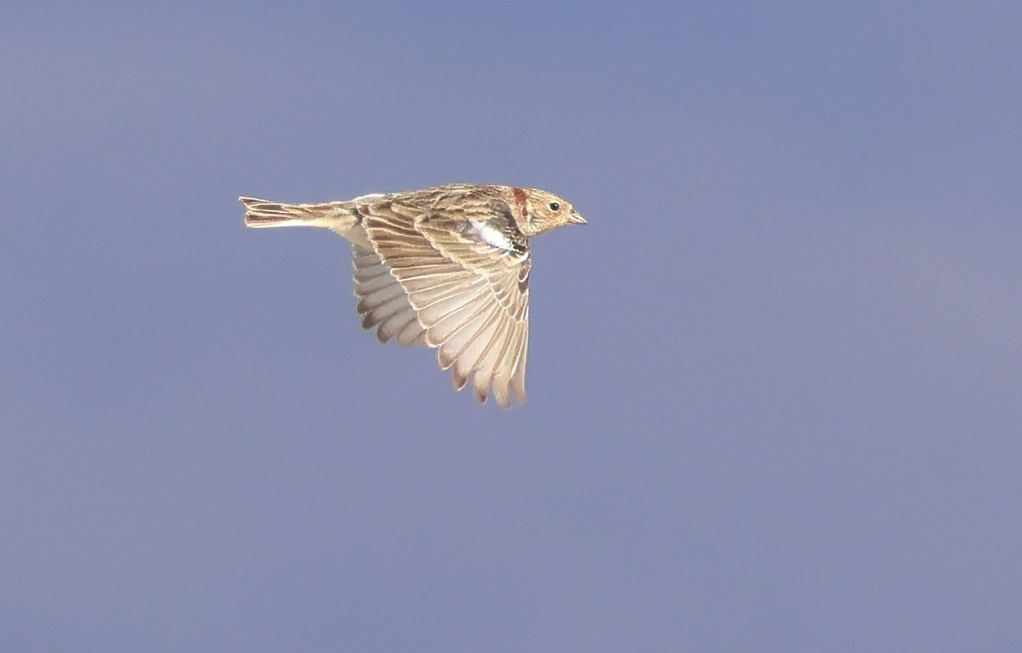 Chestnut-collared Longspur - ML627520410