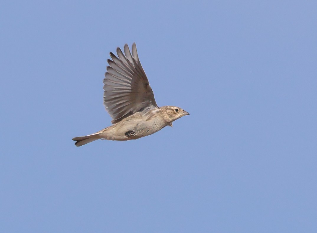 Chestnut-collared Longspur - ML627520420