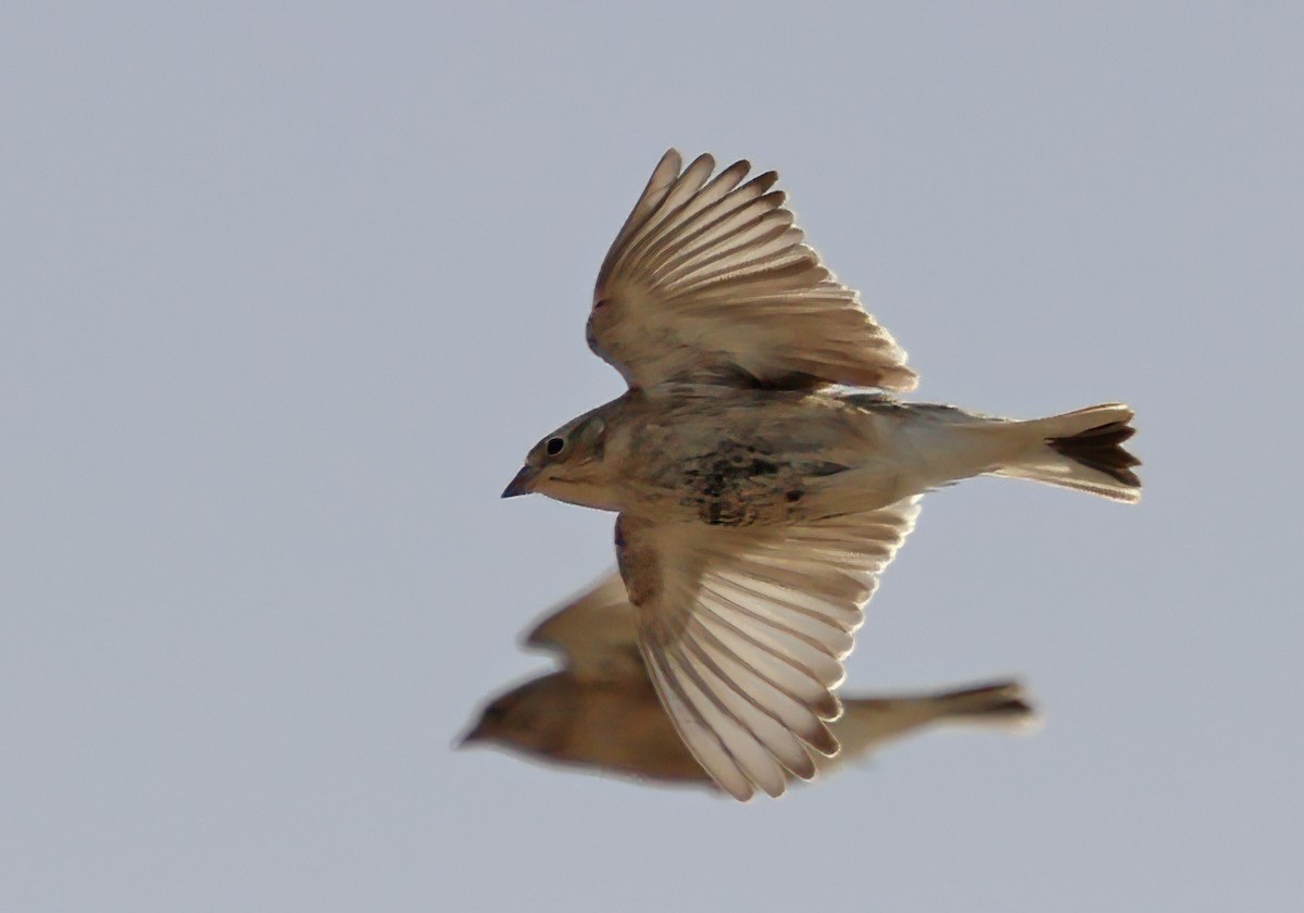 Chestnut-collared Longspur - ML627520425