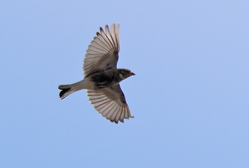 Chestnut-collared Longspur - ML627520462