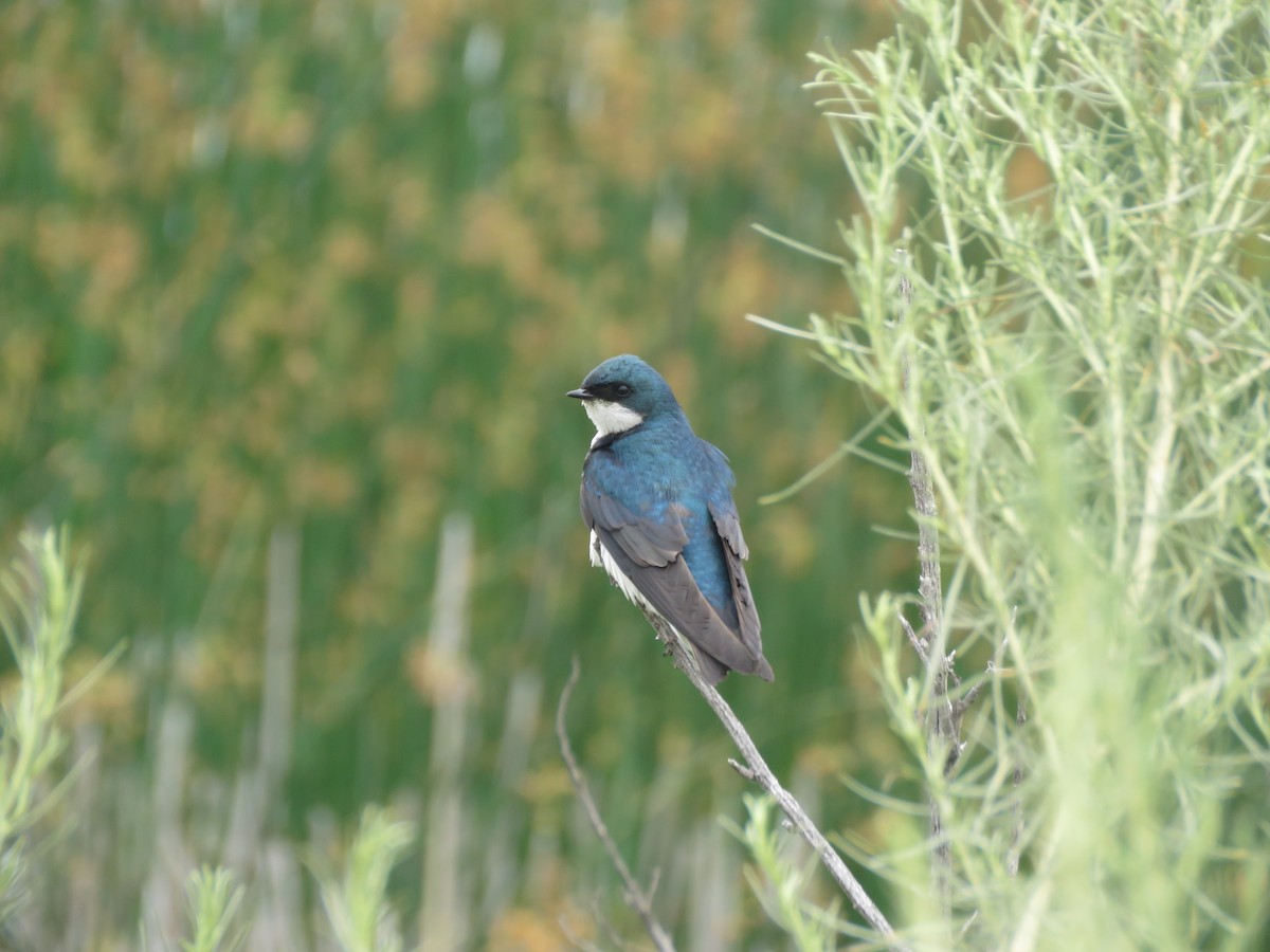 Tree Swallow - ML627520621