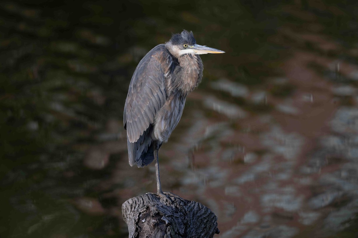 Garza Azulada - ML627520717