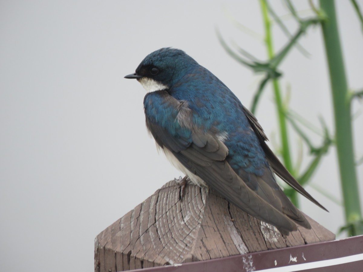 Tree Swallow - ML627520734