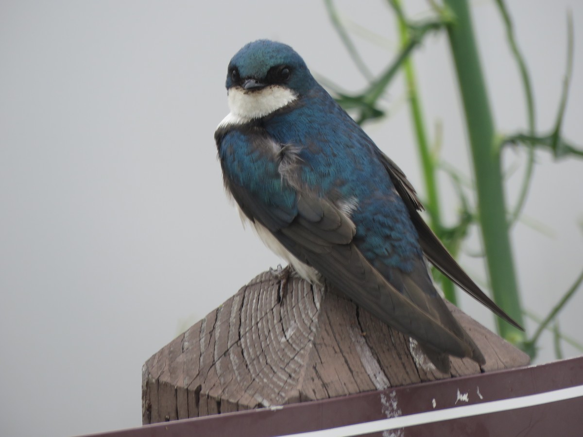 Tree Swallow - ML627520735