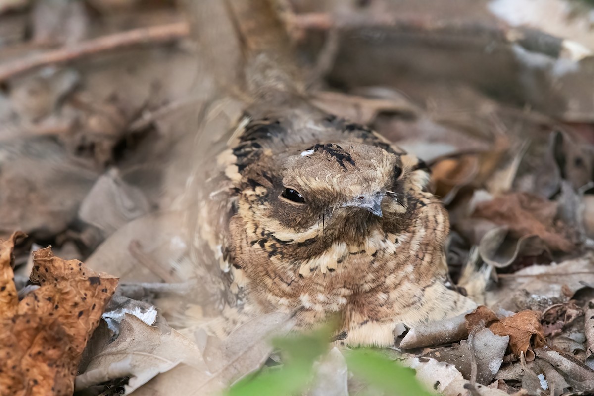 Long-tailed Nightjar - ML627520827