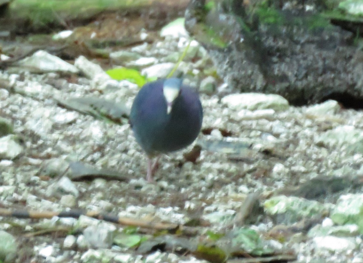 White-fronted Quail-Dove - ML627520868