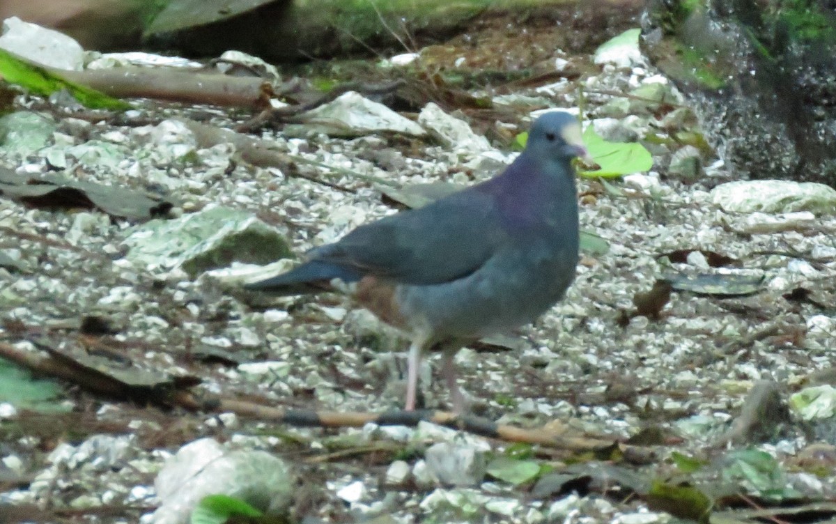 White-fronted Quail-Dove - ML627520911