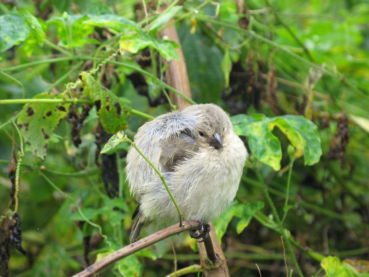 Small Tree-Finch - ML627520962