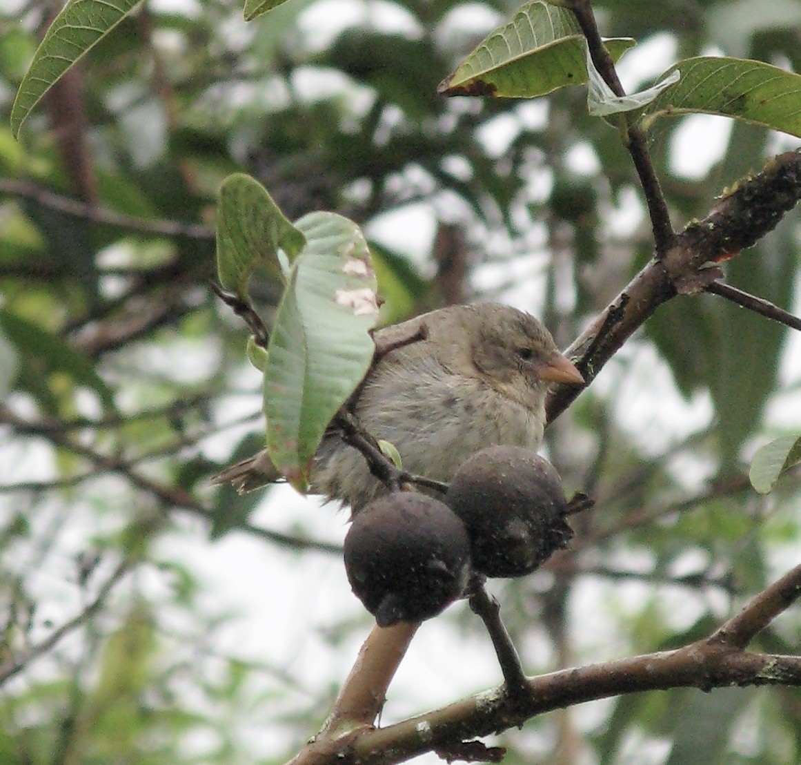 Woodpecker Finch - ML627521026