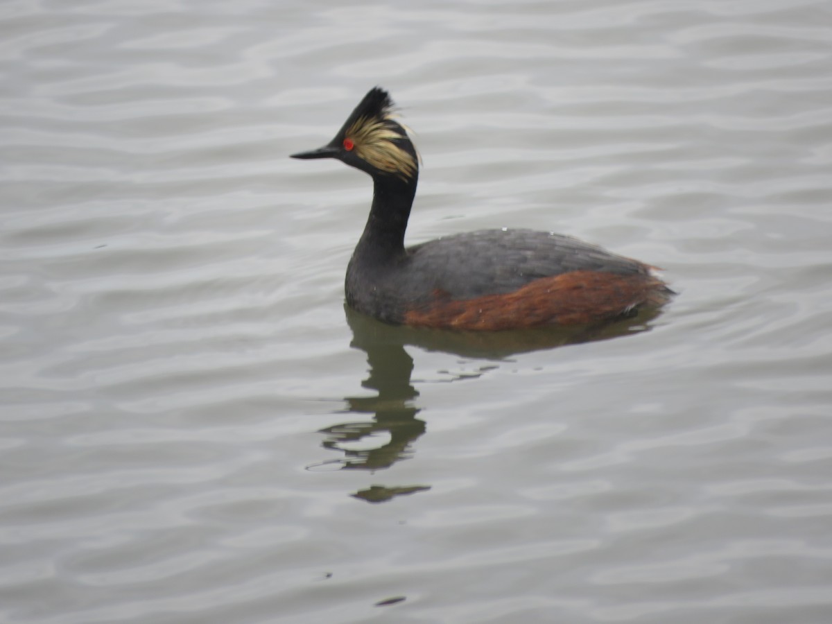 Eared Grebe - ML627521083