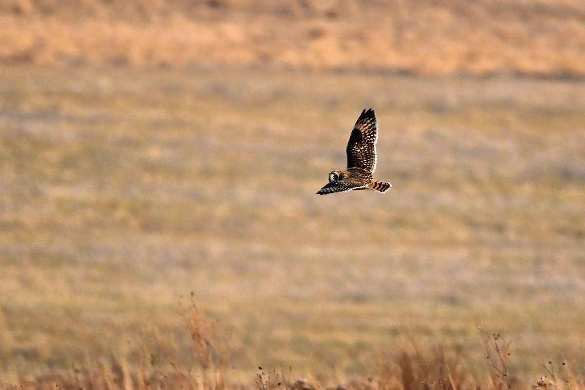 jordugle - ML627521202