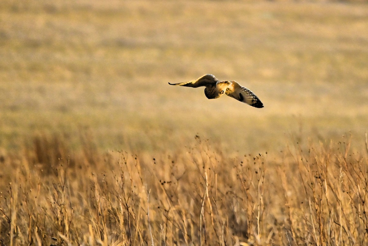 jordugle - ML627521204