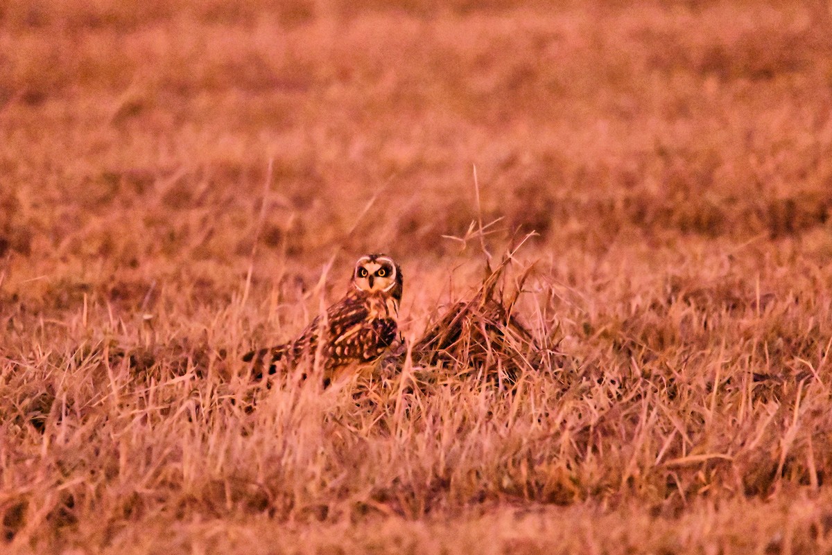 jordugle - ML627521205