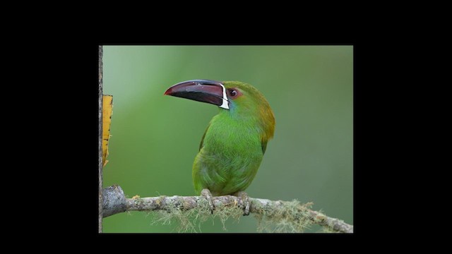 Crimson-rumped Toucanet - ML627521235
