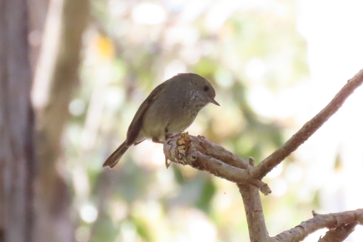 Tasmanian Thornbill - ML627521259