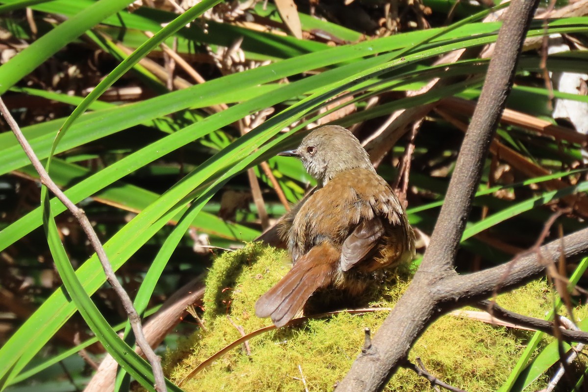 Tasmanian Scrubwren - ML627521281