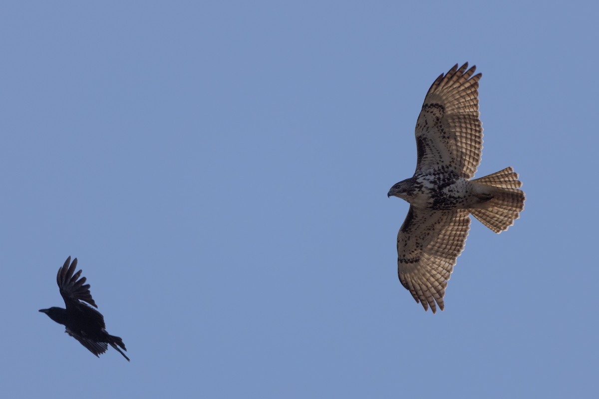 アカオノスリ - ML627521431