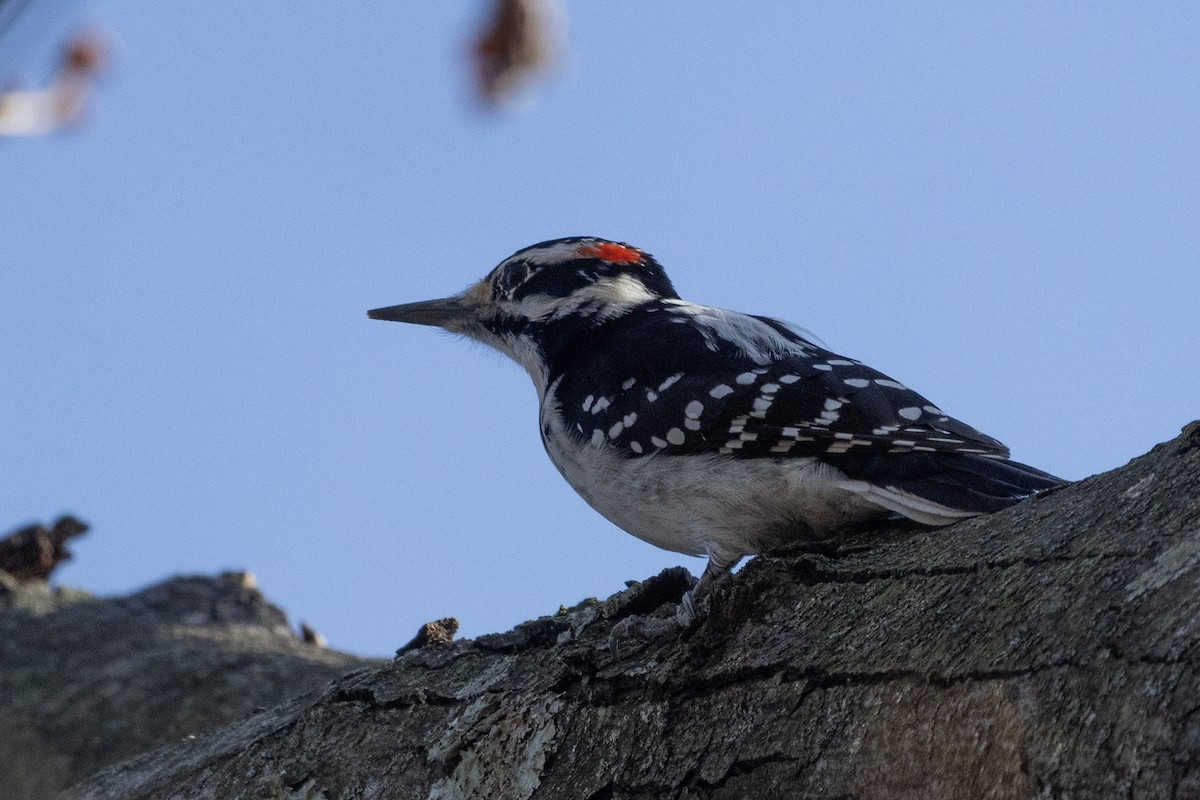 セジロアカゲラ - ML627521438