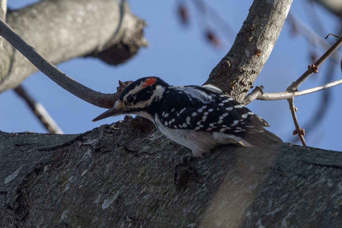 セジロアカゲラ - ML627521439