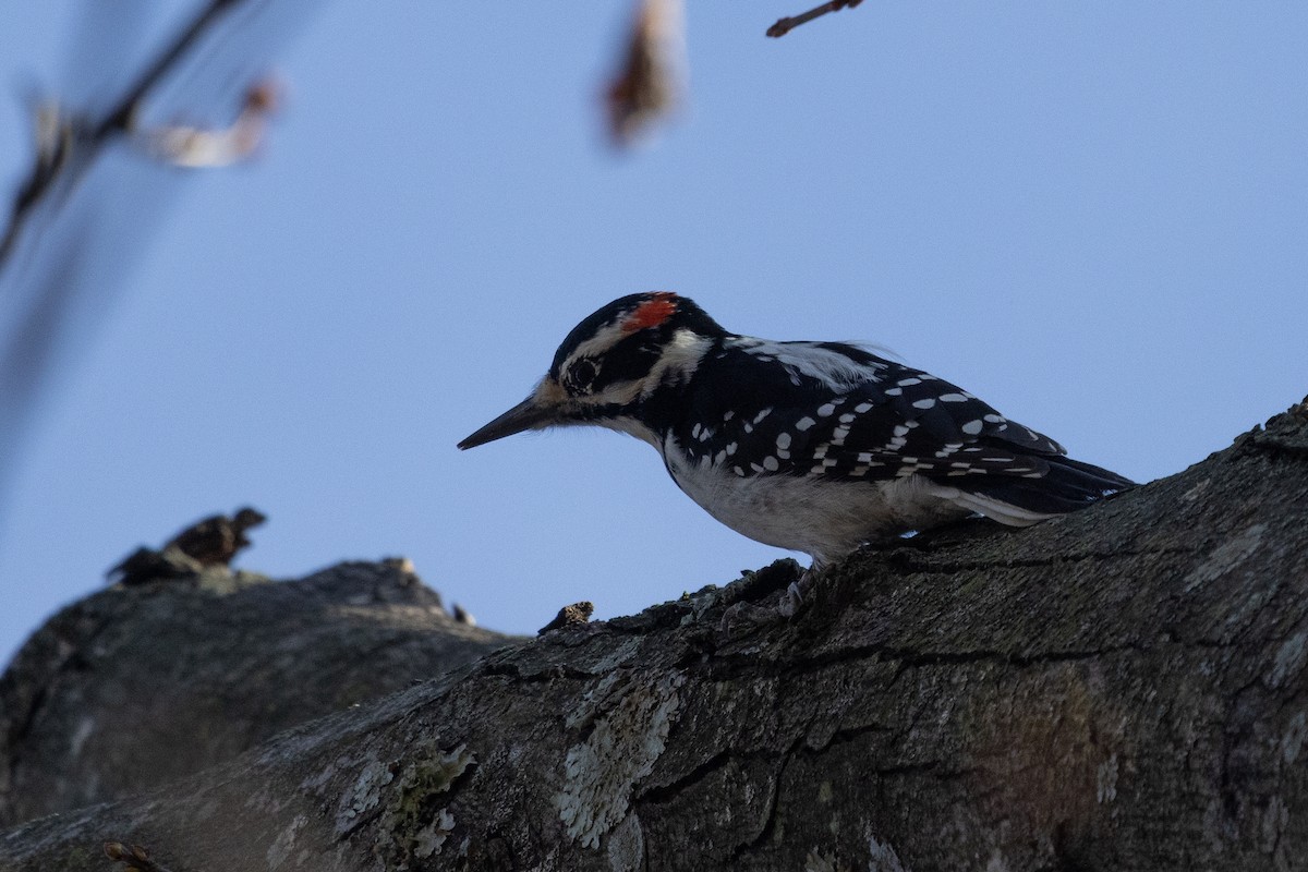 セジロアカゲラ - ML627521440