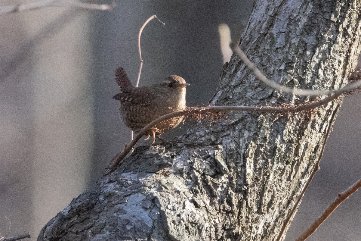 フユミソサザイ - ML627521450