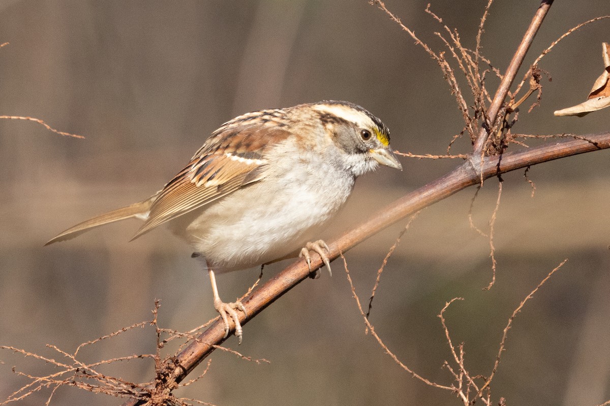 ノドジロシトド - ML627521455