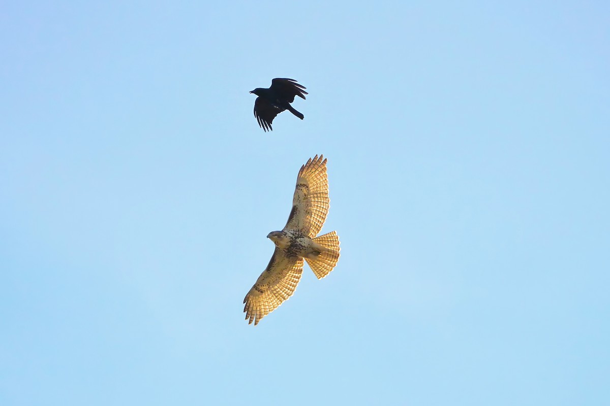 アカオノスリ - ML627521577