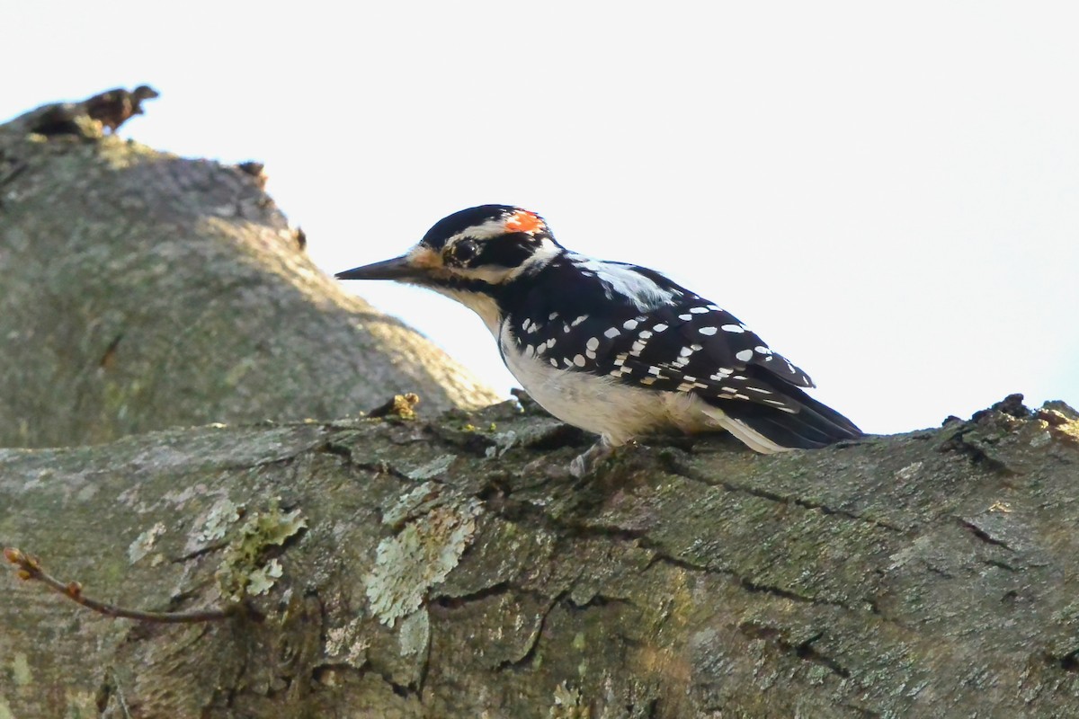 セジロアカゲラ - ML627521581