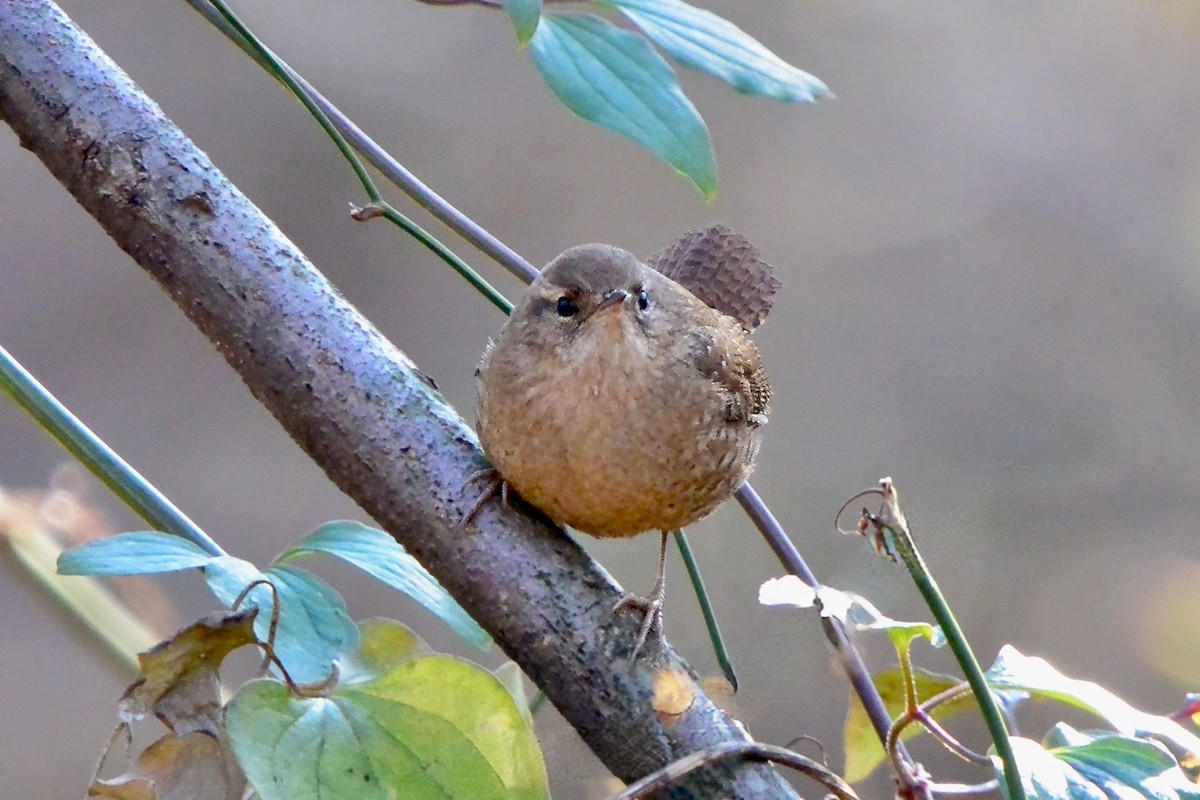 フユミソサザイ - ML627521590