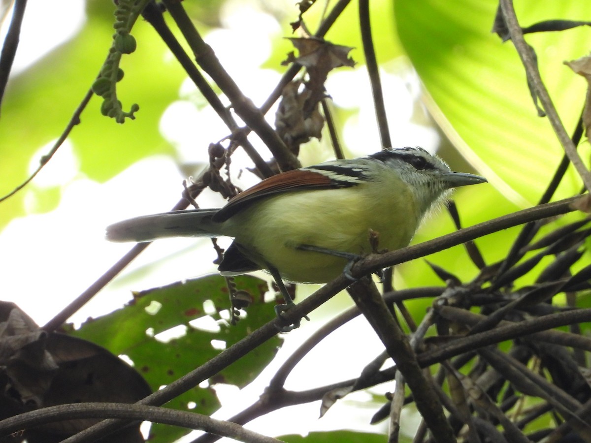 Rusty-winged Antwren - ML627521686