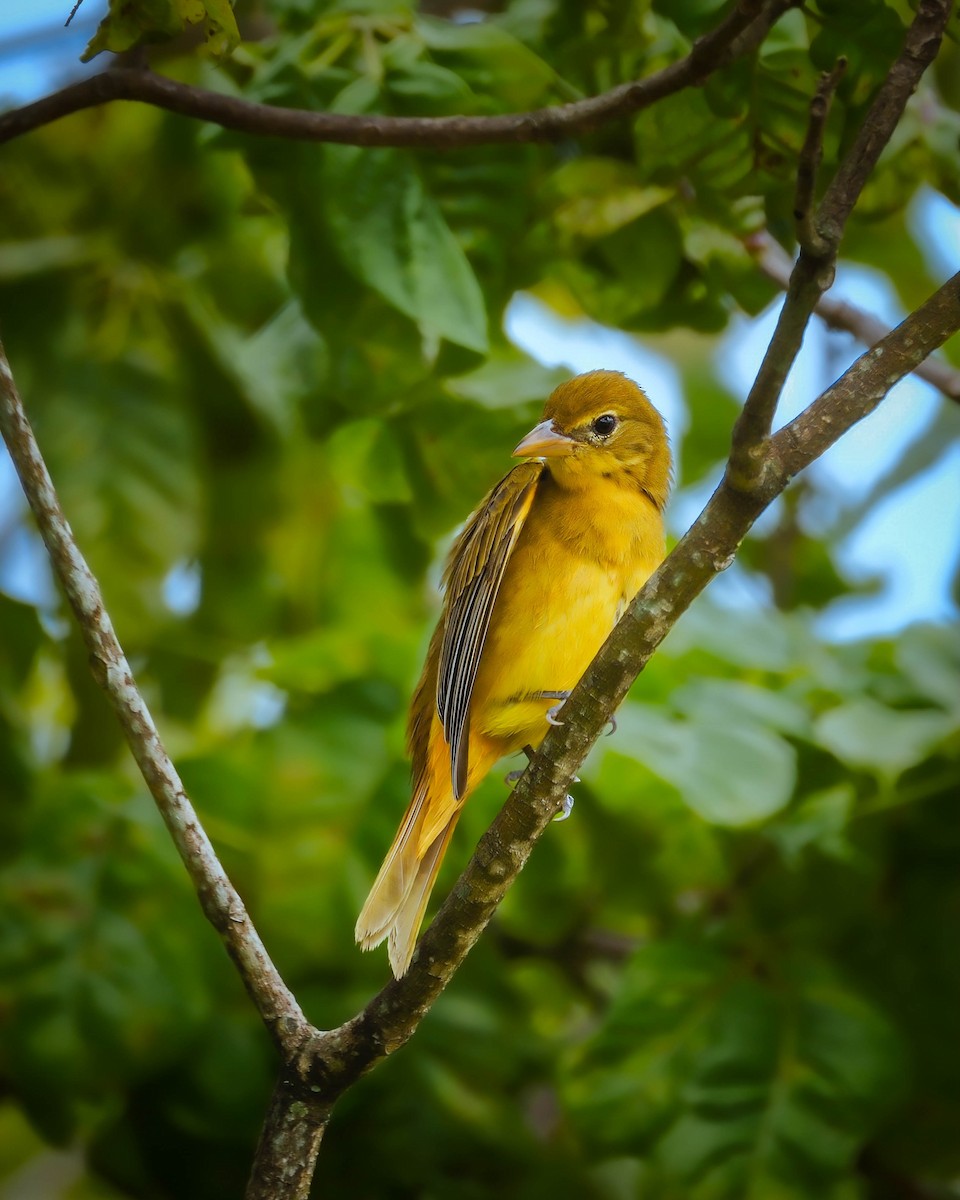 Summer Tanager - ML627521756