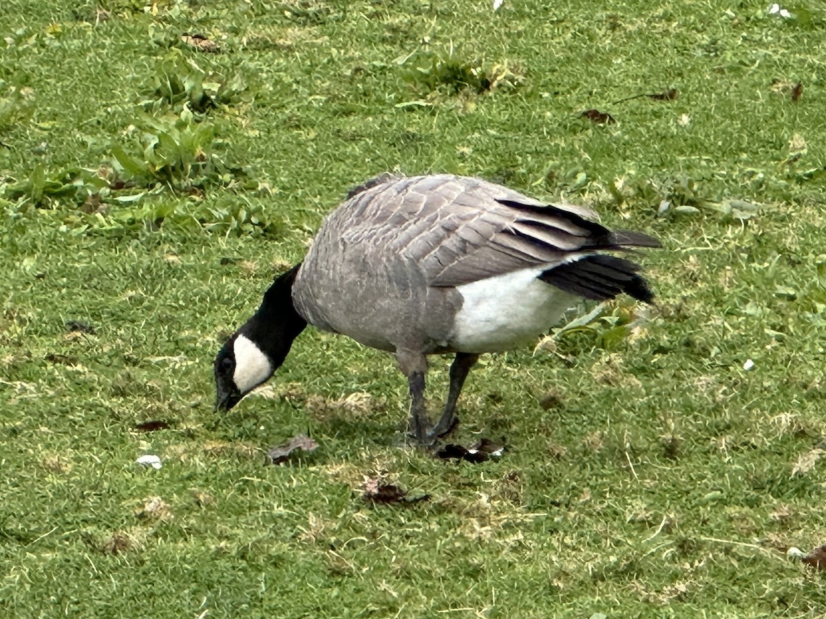 Cackling Goose - ML627522050