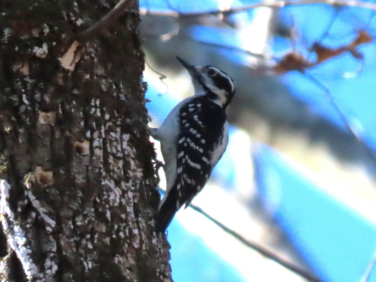 Hairy Woodpecker - ML627522058