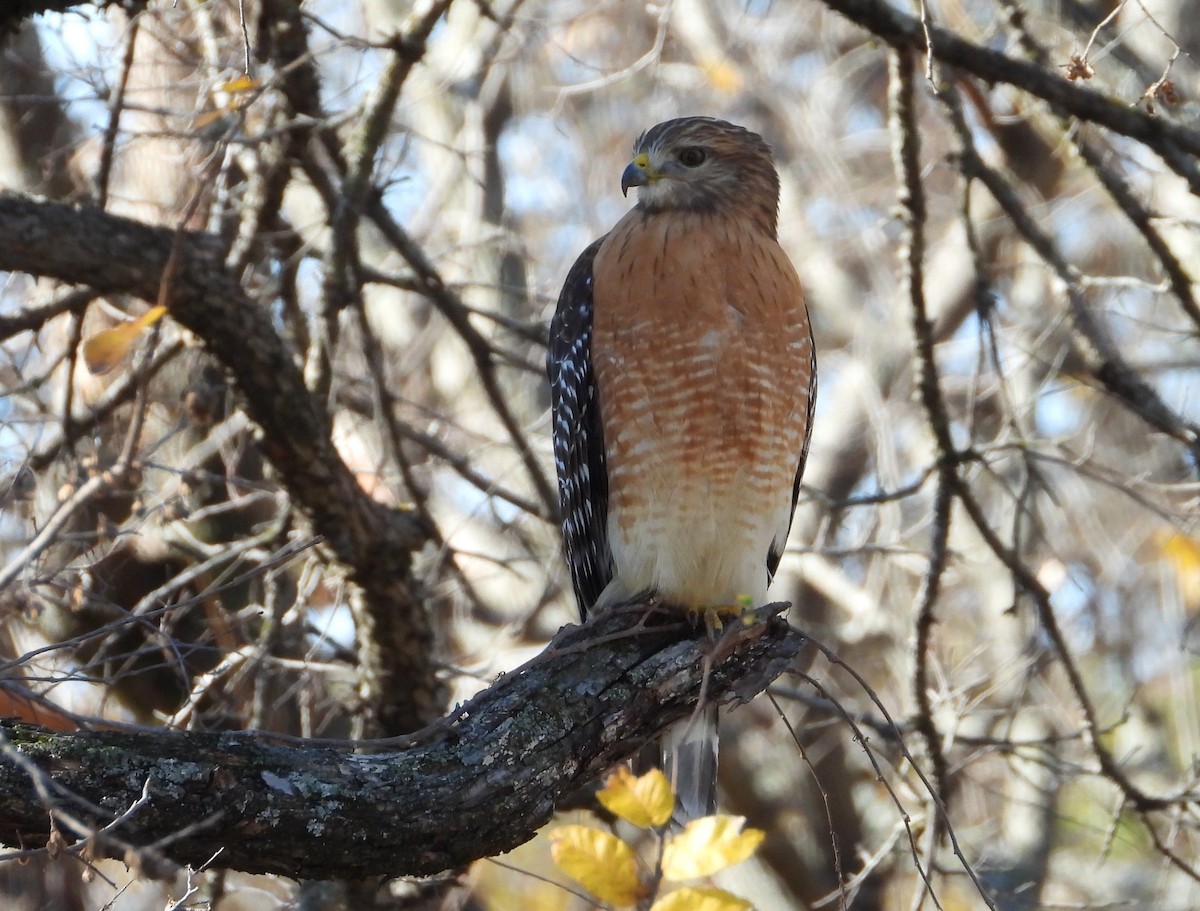 Red-shouldered Hawk - ML627522178