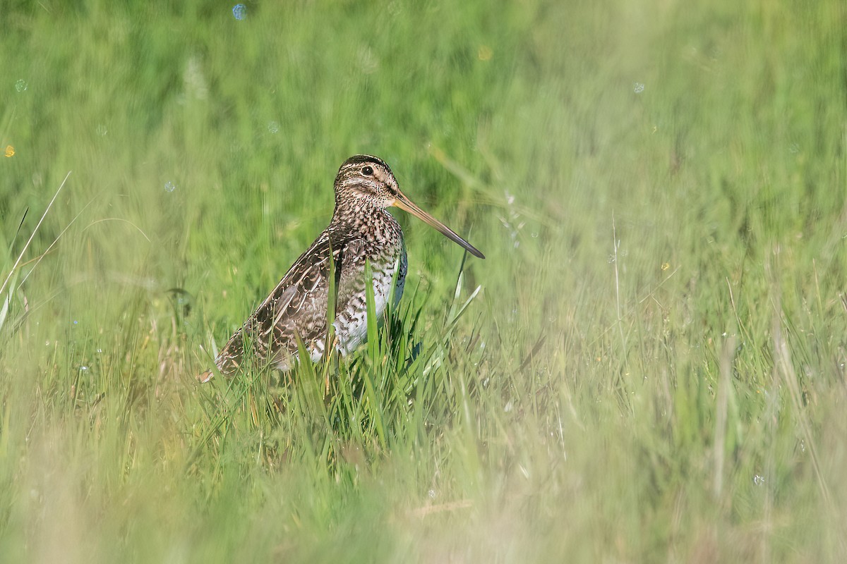 Pantanal Snipe - ML627522201