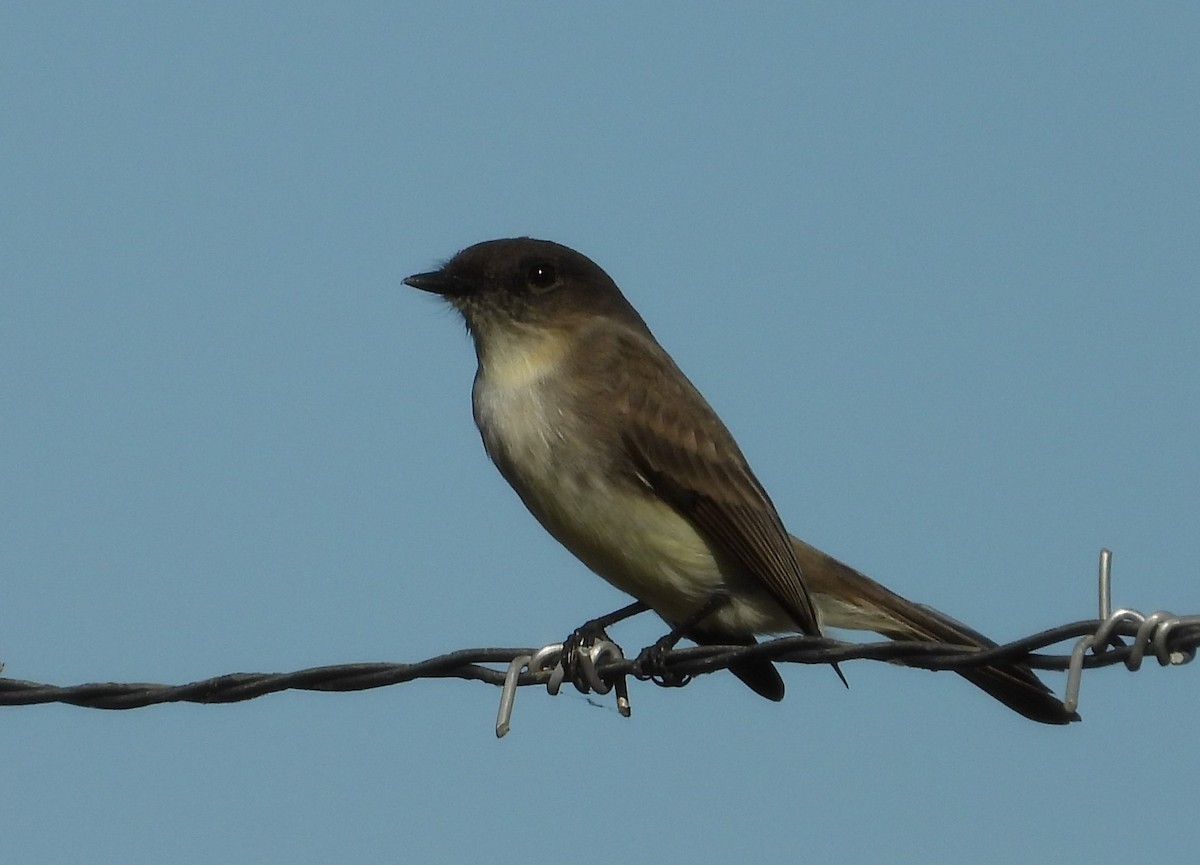 Eastern Phoebe - ML627522271