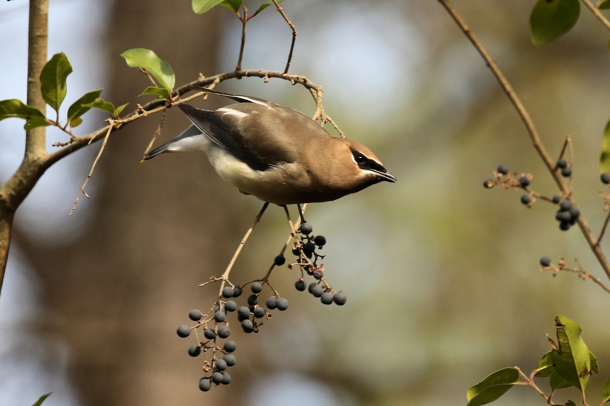 brkoslav americký - ML627522313