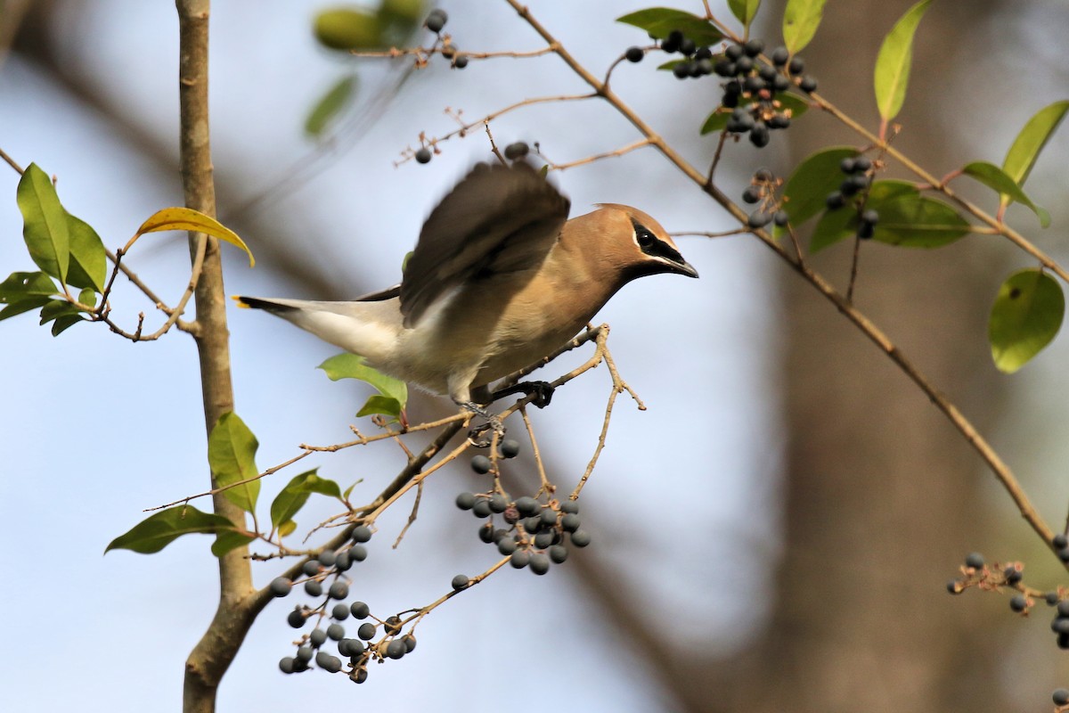 brkoslav americký - ML627522314