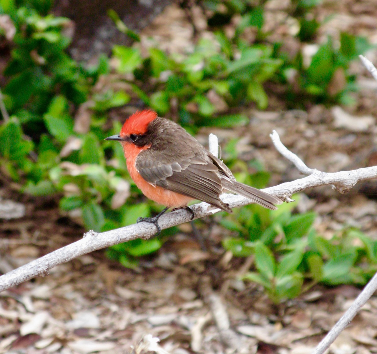 Brujo Flycatcher (Galapagos) - ML627522330