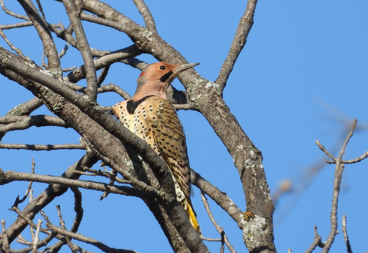 Northern Flicker (Yellow-shafted) - ML627522367